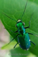 6 Spotted Tiger Beetle Cover Photo