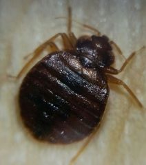 Bed Bug Cover Photo