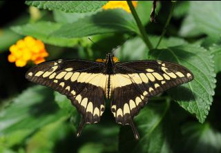 The Yellow Butterfly List