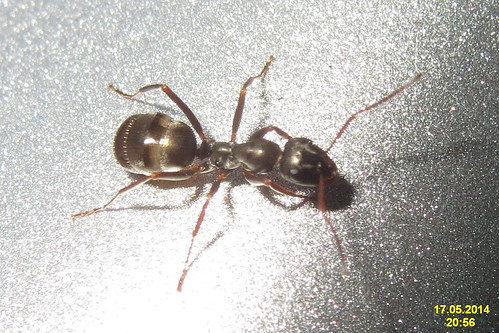 A rather handsome ant (Spessart)