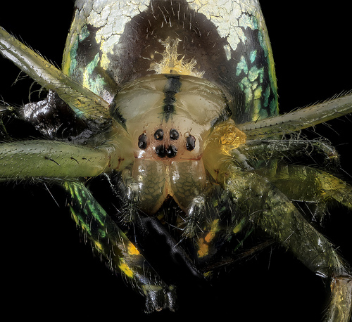 Leucauge venusta, Orchard Orb Weaver, U, Face, MD, Upper Marlboro_2013-06-21-15.01.37 ZS PMax