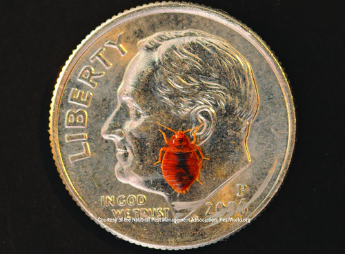Size of bed bug compared to dime