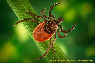 Blacklegged Tick