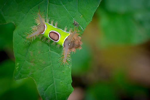 Saddleback Caterpillar (Acharia stimulea) (20341151203)