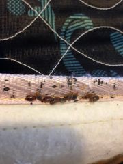 Bed Bugs Cover Photo