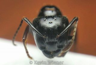 Carpenter Ant Alate Cover Photo