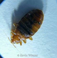 Bed Bug Zoom Cover Photo
