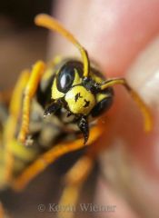Black & Yellow Paper Wasp