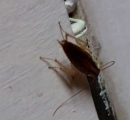 Asian Roaches Cover Photo