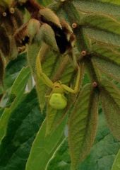 Green Crab Spider Cover Photo