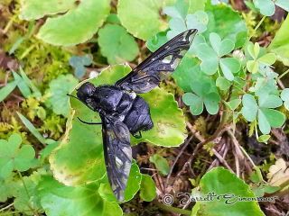 Tiger Bee Fly Cover Photo