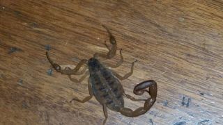 Scorpions Cover Photo