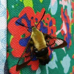 Moths Cover Photo