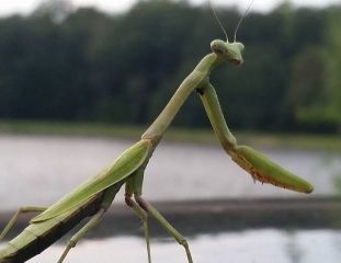 Mantids Cover Photo