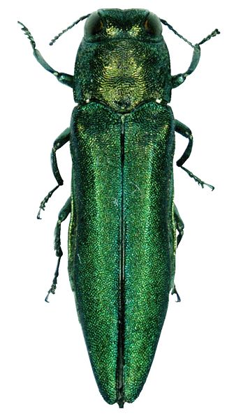 Beetle, emerald ash borer